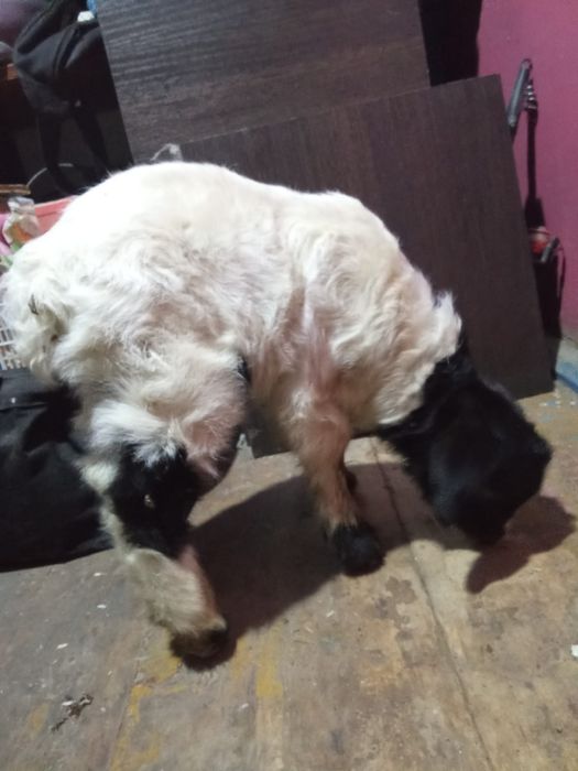 Козлёнок крупный