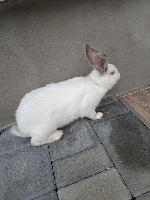 Vand o femela de 6 luni