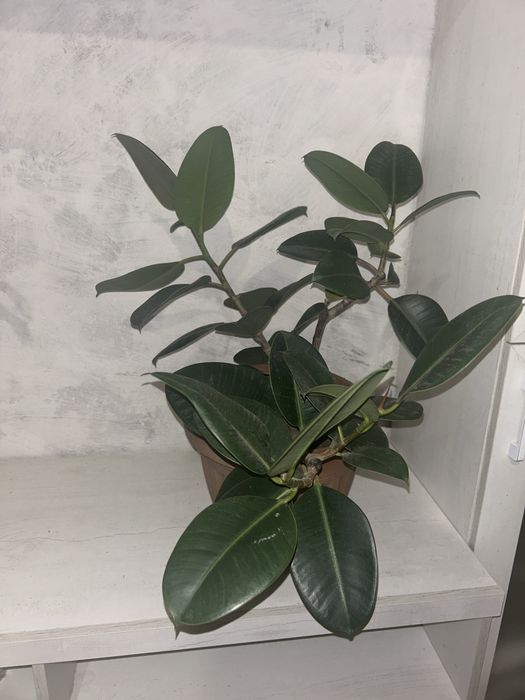 Продам большой фикус