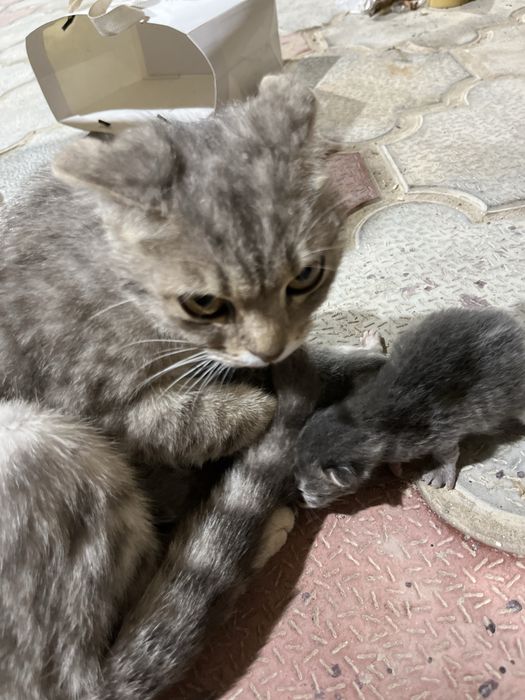 Scottish Fold-қа ұқсас, аралас тұқымды мысық.
