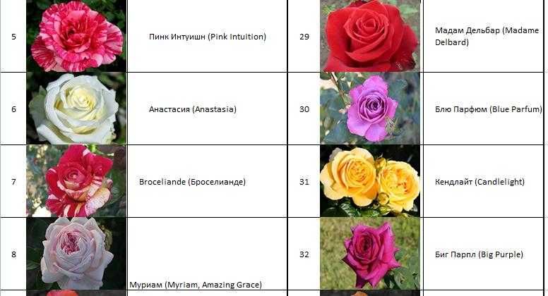 Атиргул кўчатлари - Саженцы роз