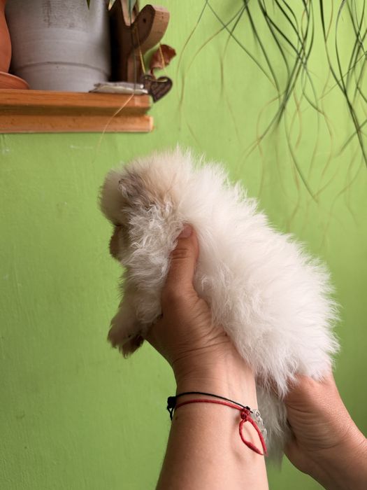 Мъжко померанче / померан