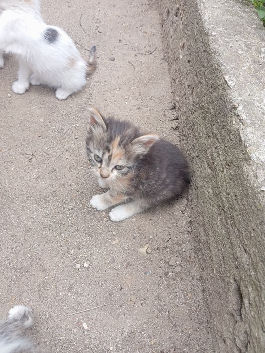 Дворни малки котенца