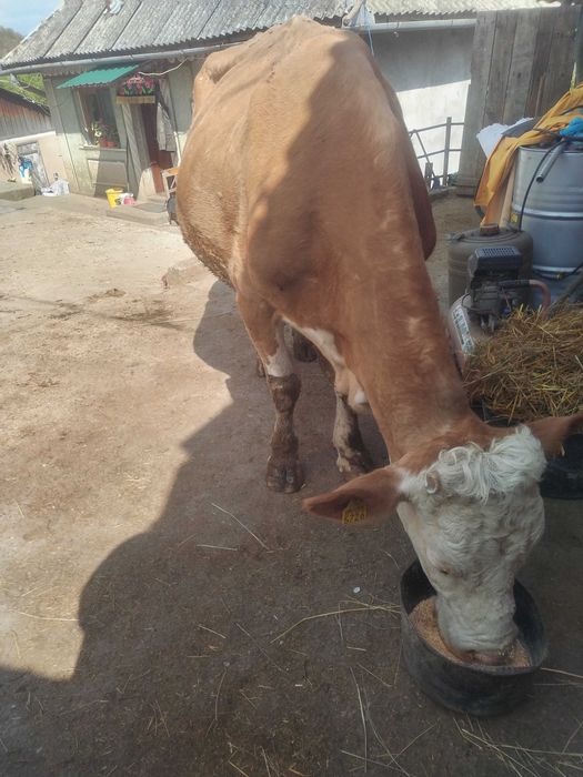 vaca de vanzare