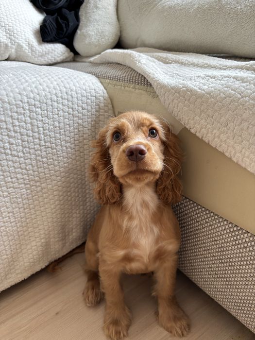 Продаю своего щенка