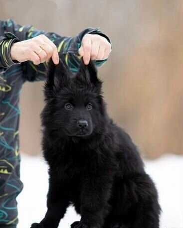 Щенки немецкой овчарки