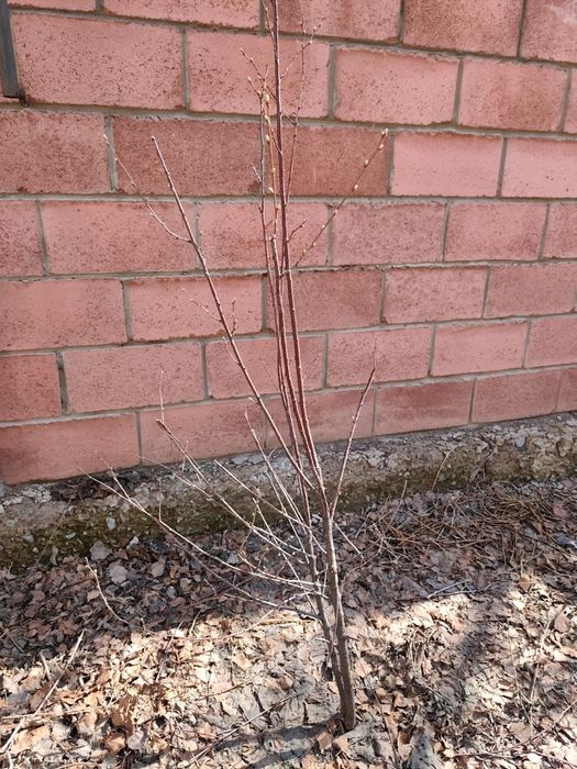 Саженцы деревьев и ягод