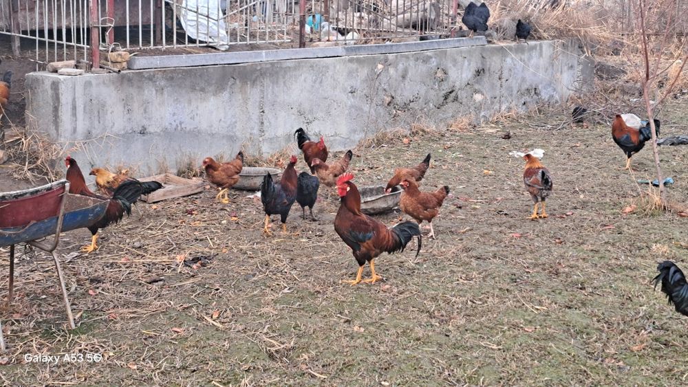 Кури местные разные цвета и возраста