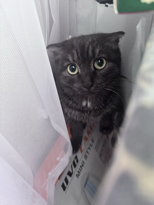 Кошечка срочно ищет дом