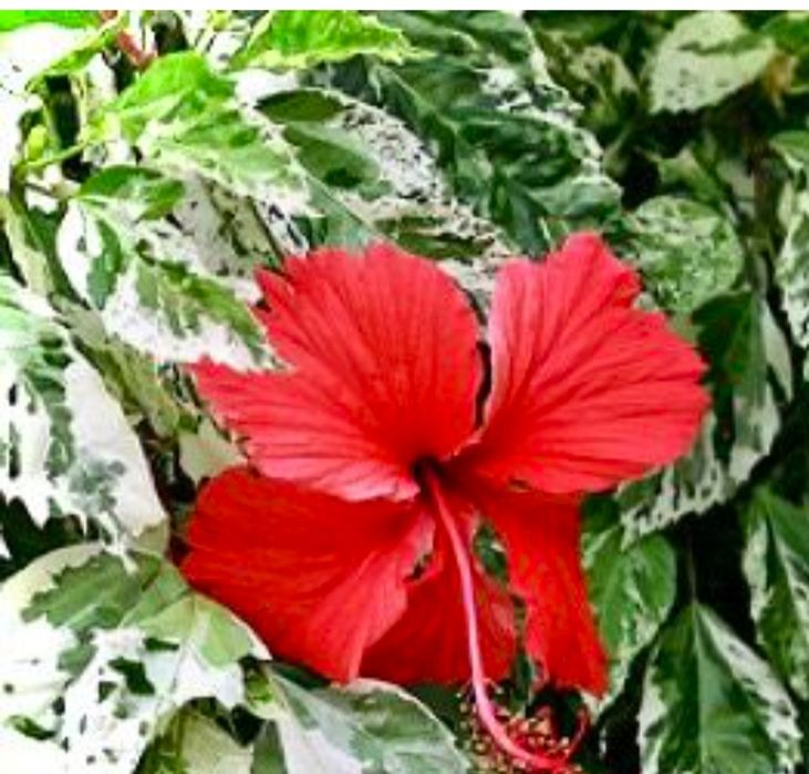 Гибискусы укоренные.