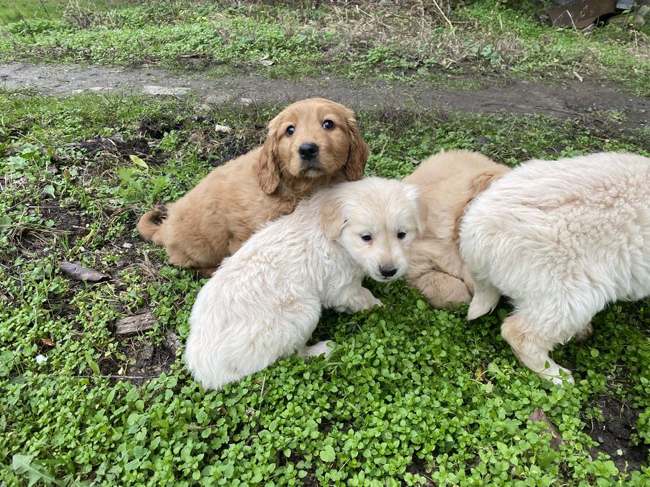 Продавам Голдън Ретривър