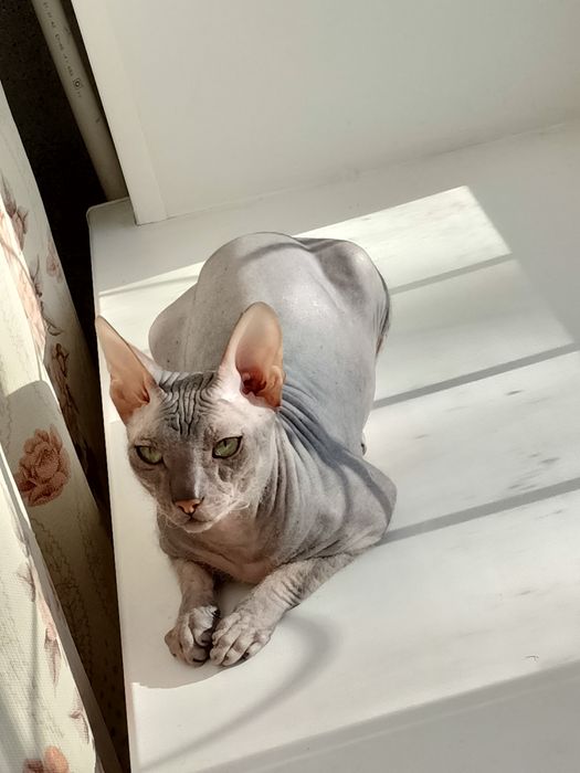 Кот сфинкс предлагает услуги альфонса