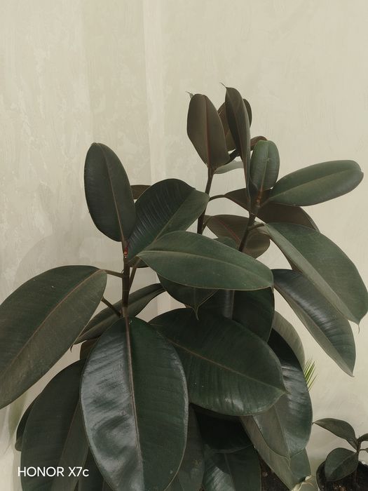 Fikus Elastika (Qora shahzoda)