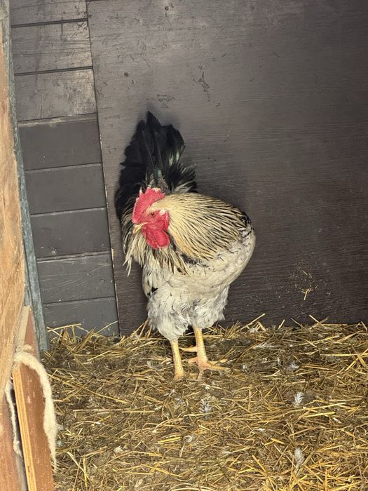 Продам петух