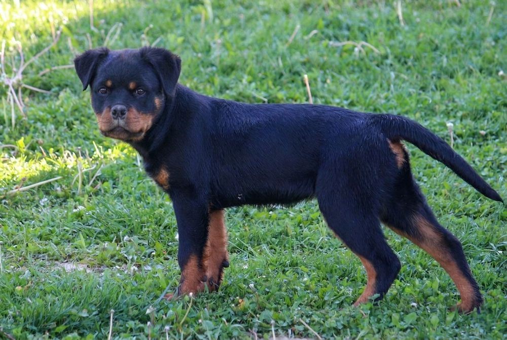 Pui Rottweiler (femela) cu pedigree