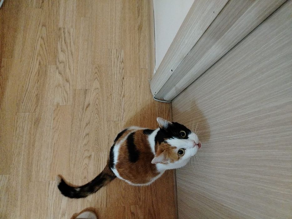 Кошечка в добрые руки