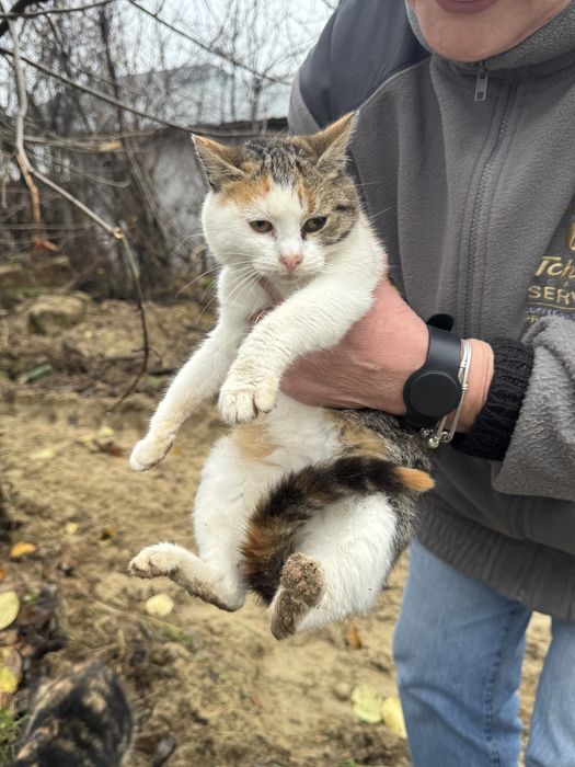 Pisicute Mici spre Adopte Urgent!!