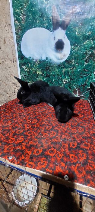 Кролики Коян сатылады