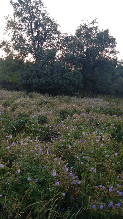 Teren intravilan Sinaia
