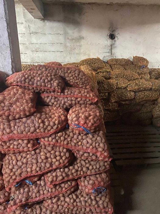 Cartof pentru furaj/animale