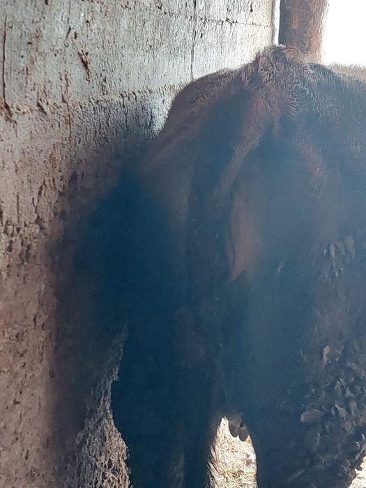 Құнажын сиыр бырынш тума