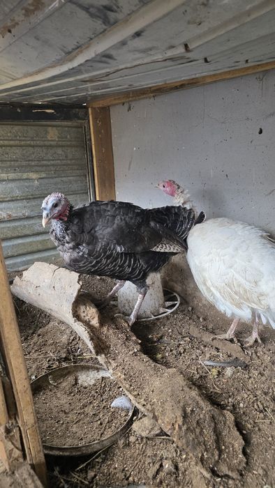 Жас аналық индуктар сатылады – 20 000 тг