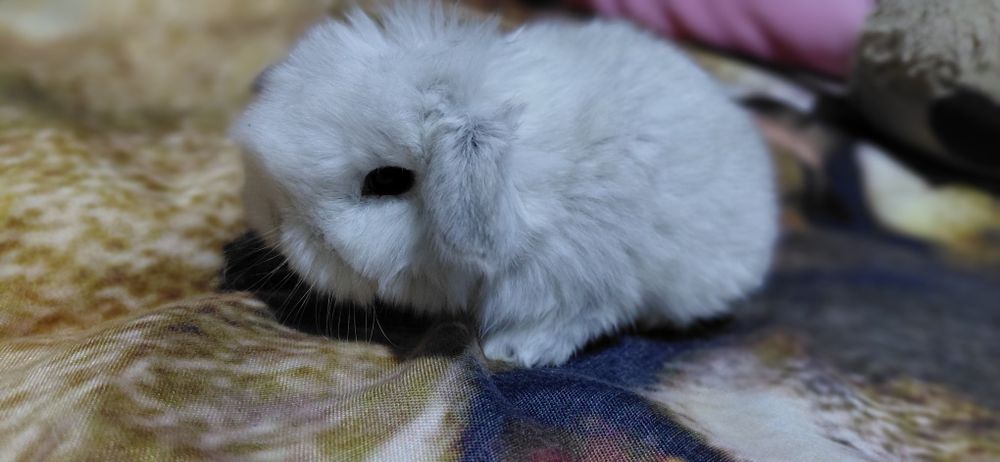 Vând pui berbec pitic