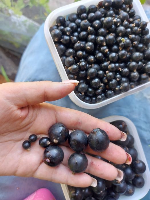 Чёрная смородина 2500 тенге