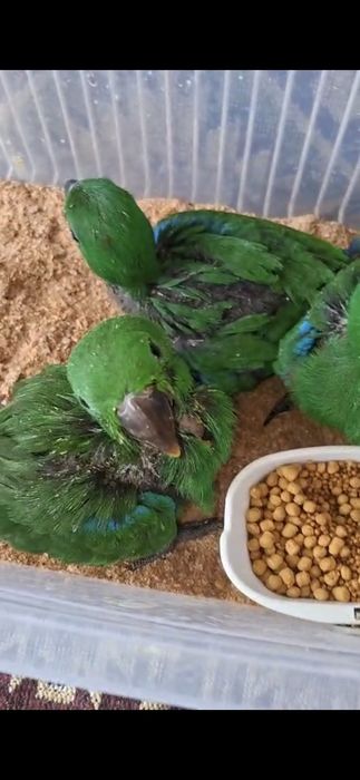 Pui papagal Eclectus