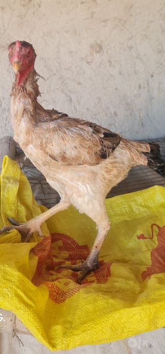 Продаётся О шамо мокиён.