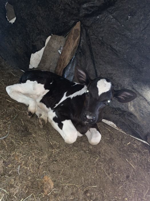 Vând vițele holstein