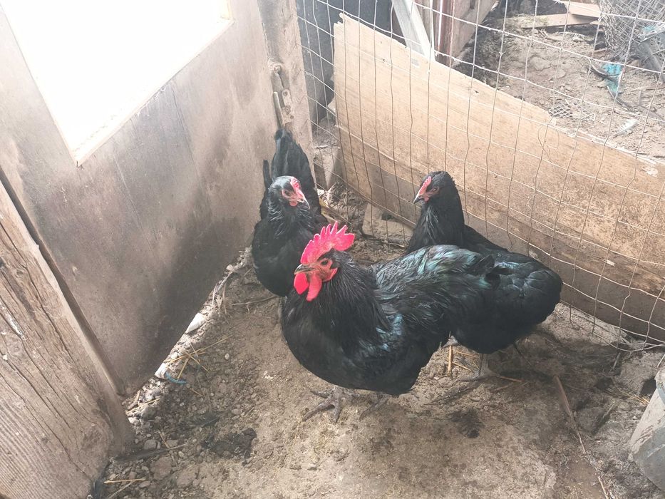 Pereche australorp negru!