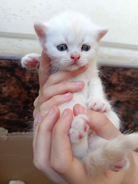 Котята Скоттиш фолд