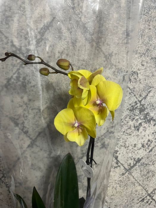 Орхидея фаленопсис сортовые