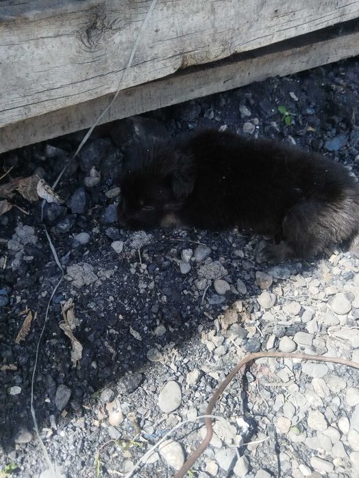 Отдам щенков в добрые руки