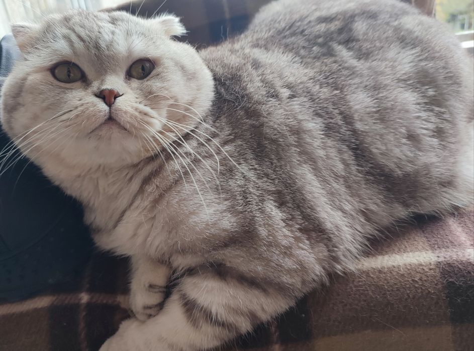 Кот. Вязка. Скоттиш фолд.