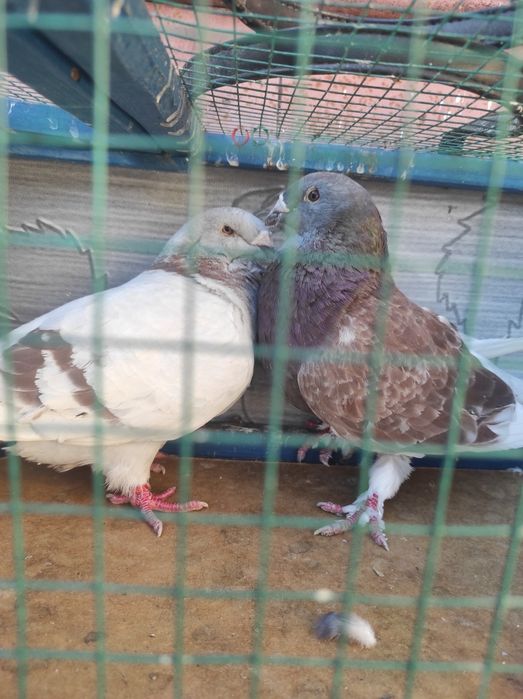 Vând porumbei foarte ieftini garantat