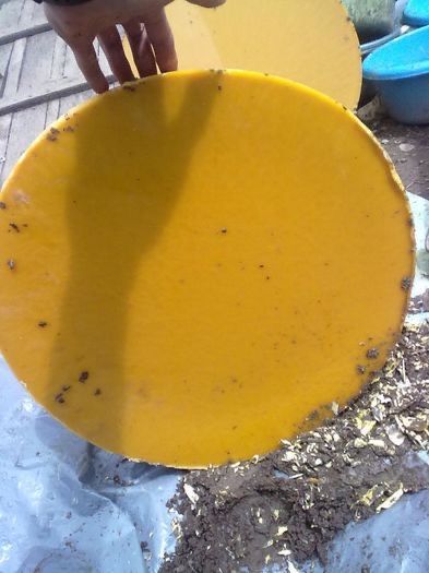 Vând produse apicole