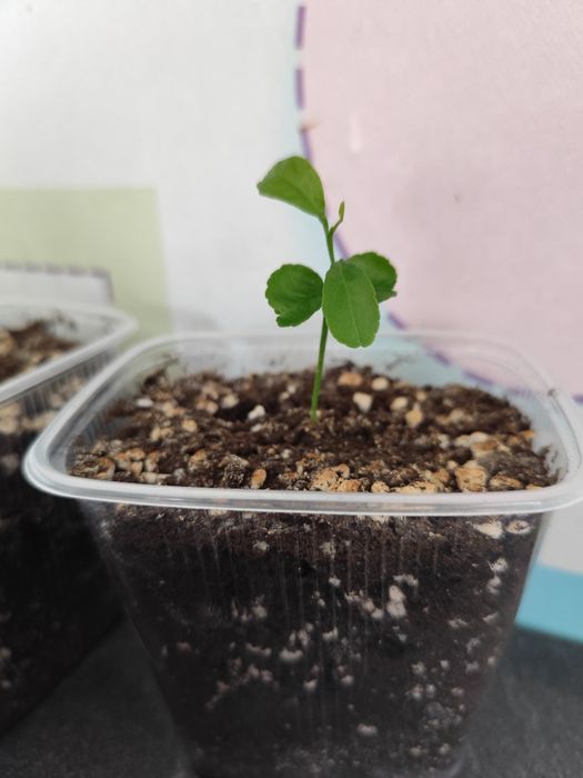 Саженцы/ростки мандаринов