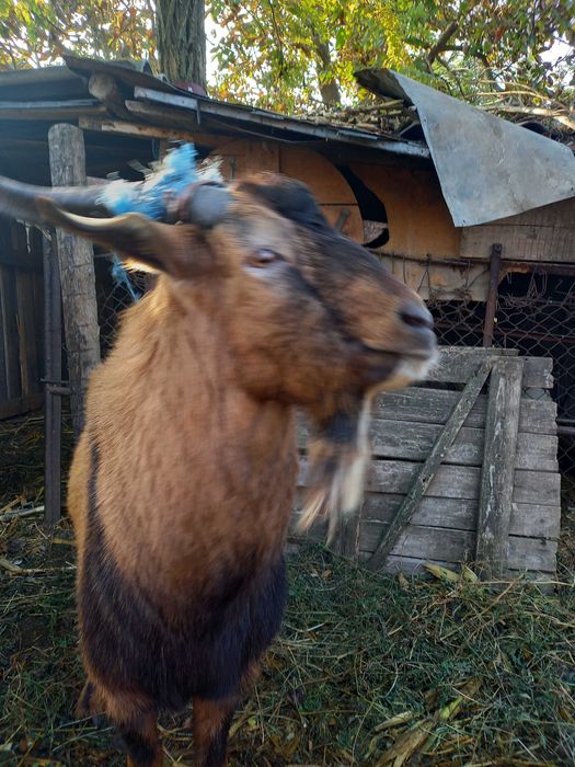 Tap alpin francez 2 ani Ialomita