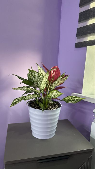 Аглоанема, ухоженные