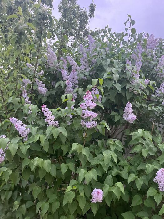 Сирень букет цветов