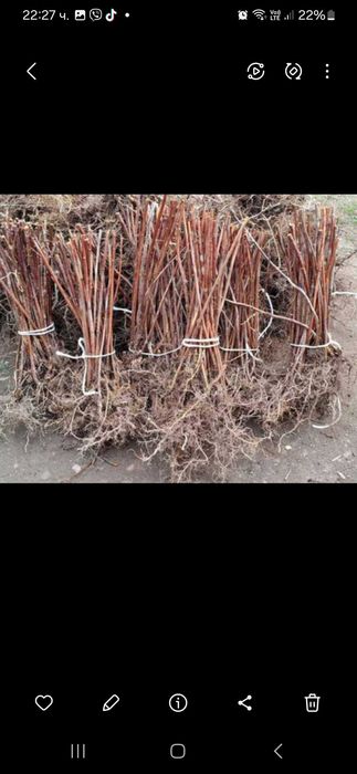 Разсад ягоди и малини