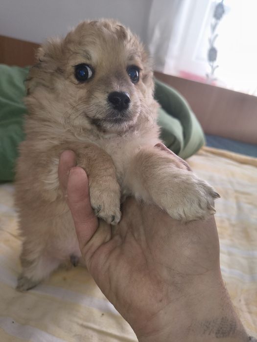 Metis shi-tzu 5 masculi