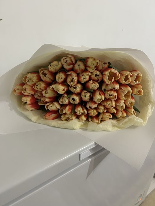 Тюльпаны  51 шт свежие