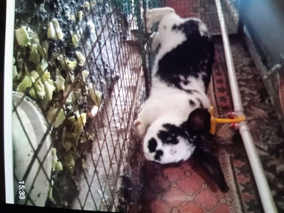 Продам рабочих молодых кролов