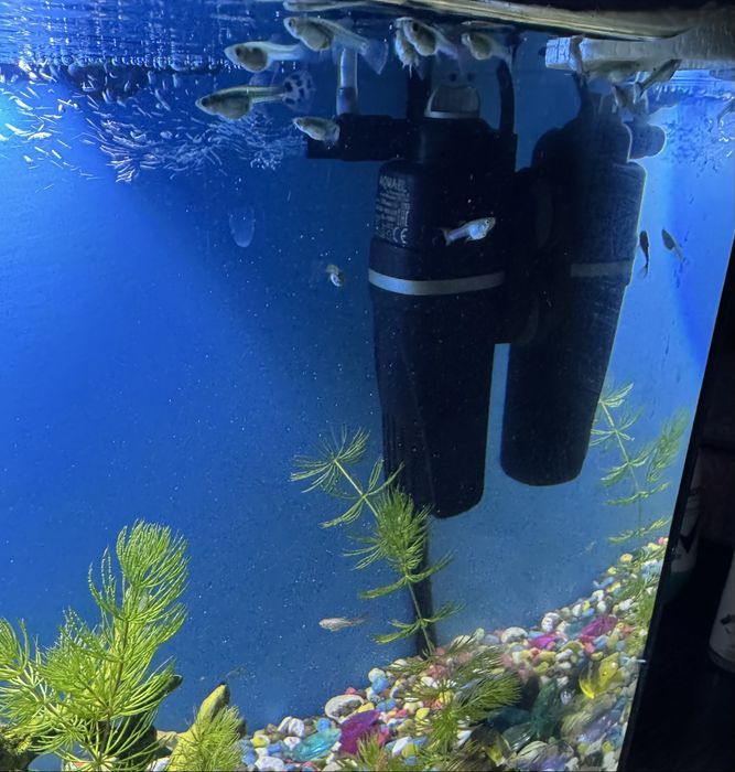 Гуппи живородящая рыбка