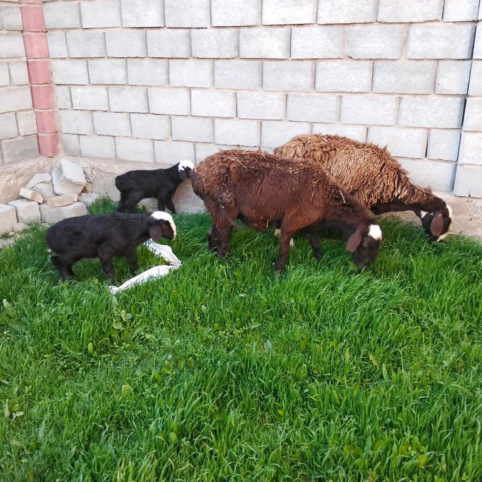 Қошқар, Қойлар бар қозысымен