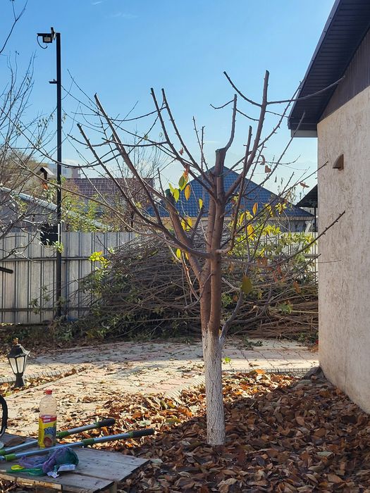 Спил деревьев обрезка плодовых деревьев