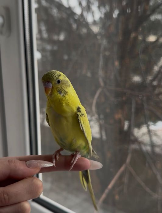 Волнистые попугаи